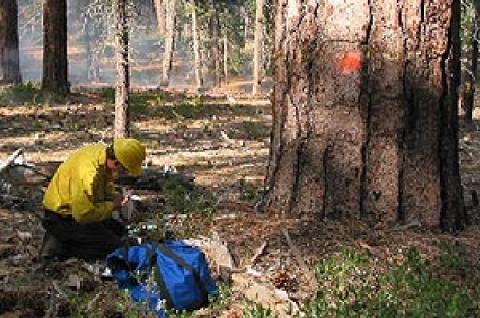 Collecting fuel samples to determine moisture content at the base of a Jeffrey pine tree immediately before the prescribed burn.