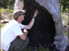 Examining scars made by fire during this tree's lifetime.