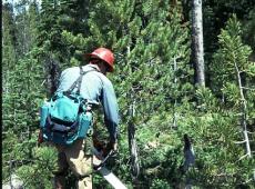 Daylighting around a healthy whitebark pine; removing all tree competitors
