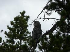 Great gray owl, a rare sighting at the Tenderfoot Creek Experimental Forest.