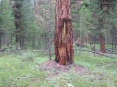 A Native American scar on a ponderosa pine tree near White River Park in the Bob Marshall Wilderness Area and the heavy duff and litter accumulation is shown at the base of the tree.