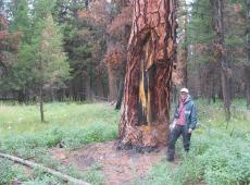 Steve Arno stands near a large ponderosa pine that contains a Native American scar.