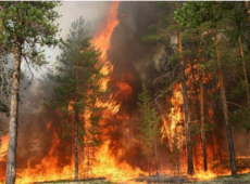 Crown fire in a scots pine stand within the Chernobyl exclusion zone during a wildland fire in August 2015. Radionuclide emissions from this and other recent fires have been detected thousands of miles from Chernobyl.