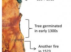 Story Tree fire identification illustration
