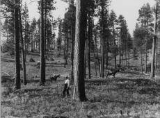 1909: Here we see “cleanup” operations after loggers used horses to harvest about half of the trees on the site. They left half as “reserve” timber for a second cut and to provide seed for a new generation of trees. Most of the Douglas-firs were harvested, even though they were of lower economic value, to keep a native parasitic plant, western dwarf mistletoe (Arceuthobium campylopodum), from spreading through the stand.