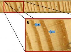 A) An example of a pine tree core with resin ducts embedded in the annual rings. B) Resin ducts (outlined in yellow). (a) points to an individual duct and (b) points to a ring boundary ID marker for aligning ducts with the year they formed.