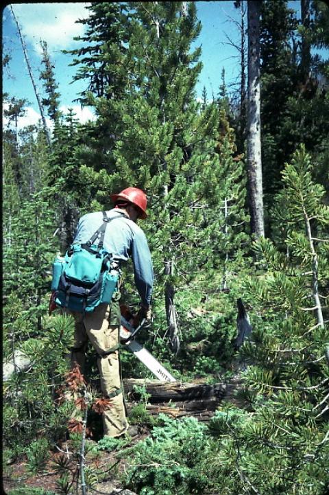 Daylighting around a healthy whitebark pine; removing all tree competitors