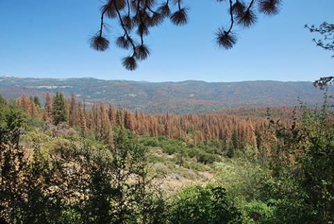 Widespread tree mortality due to drought and bark beetles on the Sierra National Forest.
