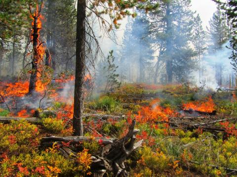 Fall colors and flame, prescribed burn, Mink Peak, Lolo National Forest