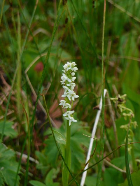 Bog orchid, Habenaria dilatata, ocassional found near stream banks and wet meadows such as Spring Park at the Tenderfoot Creek Experimental Forest.