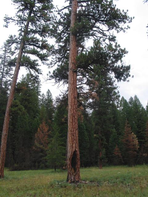A Native American scarred ponderosa pine tree in the Big Prairie area of the Bob Marshall Wilderness area with encroaching Douglas-fir and lodgepole pine trees behind the pine.