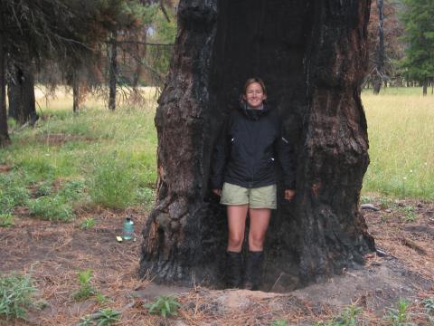 Laurie Dickenson Lee stands inside a fire-scarred ponderosa pine tree near Big Prairie in the Bob Marshall Wilderness Area.