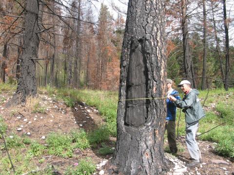 Steve and son Matt Arno measure the diameter of large ponderosa pines in the Bob Marshall Wilderness Area. 