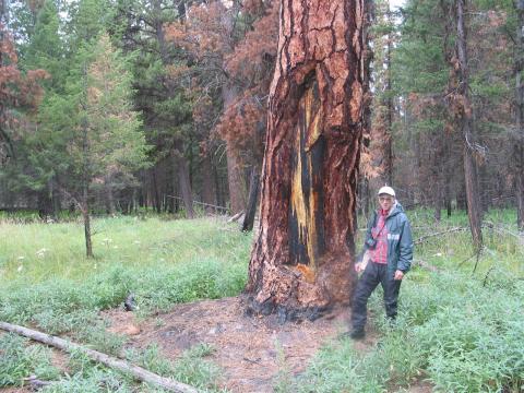 Steve Arno stands near a large ponderosa pine that contains a Native American scar.