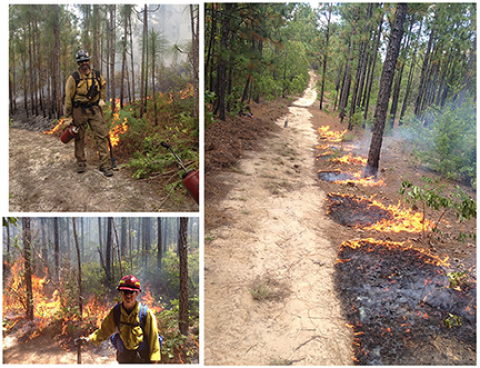 clockwise from upper left: Dan Jimenez assists with a prescribed burn in Georgia pine forests.; A prescribed fire is  lit from the road in the burn unit. Elliot Conrad also assists with the burns.