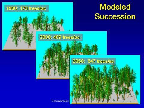 Oblique view of model results for 150 years of succession without disturbance in a Colorado ponderosa pine forest.