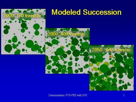 Overhead view of model results for 150 years of succession without disturbance in a Colorado ponderosa pine forest.