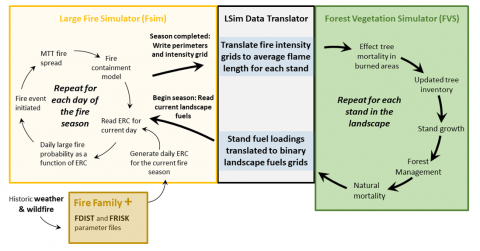 Detailed diagram of the LSim model components showing the functionality in the two main submodels, the Forest Vegetation Simulator (FVS) and FSim, and the data translator within the parent LSim model. For each simulation cycle, FVS loops through each stand in the landscape to affect fire mortality, growth, management, and natural mortality. The resulting landscape fuels are translated to the binary format read by FSim. FSim then loops through each day in the fire season and simulates fires based on daily pr