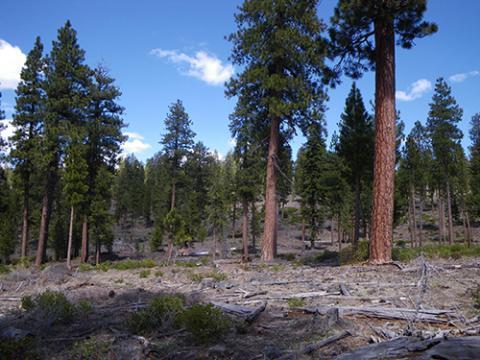 Stand level treatment to restore old-growth pine forests and improve vigor of old trees.