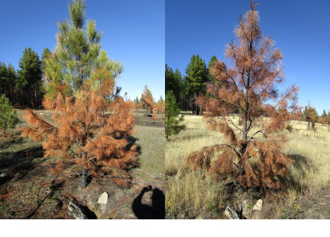 Left photo: Ponderosa pine sapling with 10% crown scorch and 40% crown kill (50% total crown damage) after fire, but high levels of cambium kill at the tree base. Right photo: The tree died one year later.