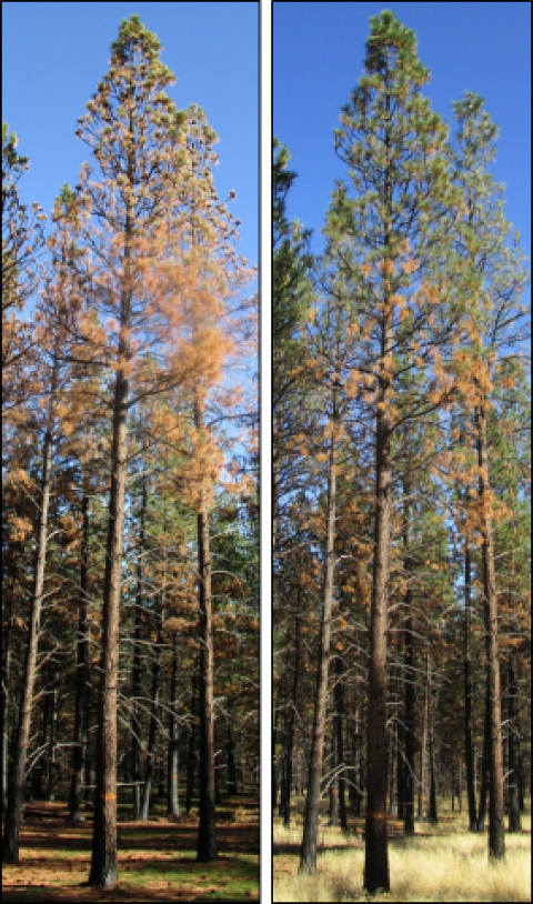 Tree with 85% of the pre-fire crown volume scorched and 10% crown volume killed (95% total crown damage). Left picture: Approximately one month after wildfire. Right picture: one year post-fire.