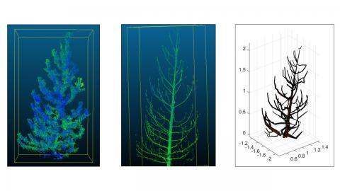 Visual progression from scan with foliage, the foliage removed, to the quantitative structure model output from TreeQSM.