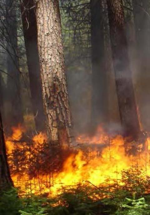 Fire moving through a ponderosa pine forest. The “cat face” or fire scar on the ponderosa pine reveals that this tree has survived several past fires. 