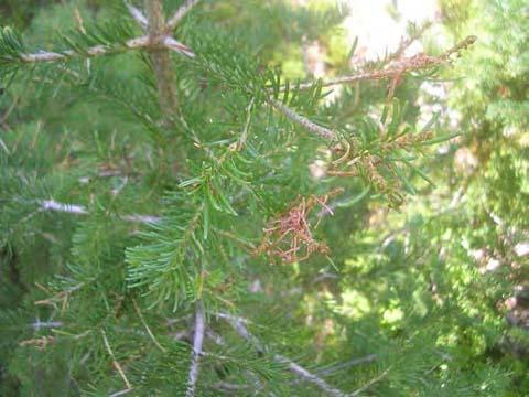 Western spruce budworm defoliated branches of a Douglas-fir in Montana.