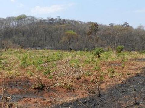 Recently burned area near Msipazi, Chipata District. Photo by LaWen Hollingsworth / FFS.