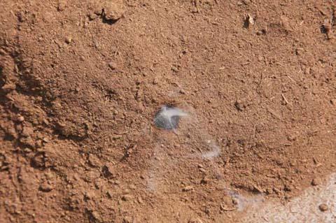 Smoldering ignition from a hot bullet fragment as first detected in peat moss. Smoldering spot is approximately 1 cm (0.4 inches) in diameter.