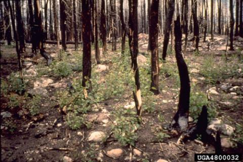 Aspen, cottonwood, and birch trees sprout profusely after fire (Robert F. Wittwer, Oklahoma State University, Bugwood.org).