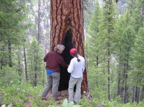 Penny Morgan and Lauren Miller counting fire scars on a ponderosa pine tree in Idaho.