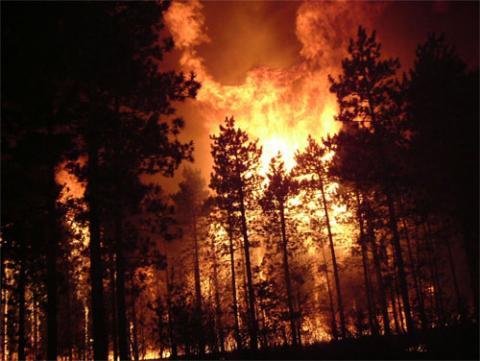 Ground-level view of a typical red pine crown fire. 