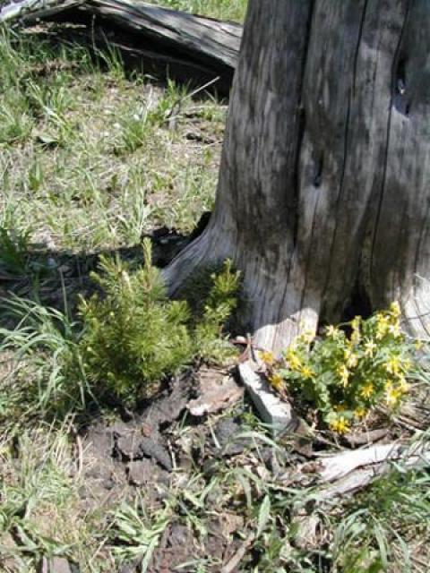 Whitebark pine seedling cluster