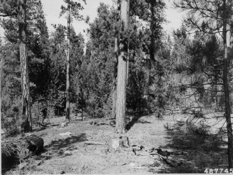 1958: To make room for the young trees to grow well, most of the undamaged Douglas-firs over 14 inches in diameter were harvested in the 1950s. Loggers also cut dead-topped and lightning-damaged trees, slow-growing old trees, trees with decay near the base, and trees leaning more than 20 degrees.