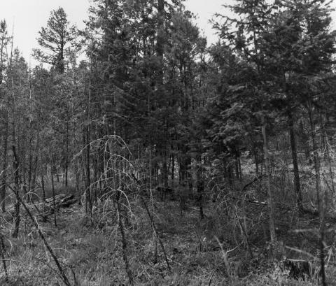 1997: 88 Years Later. Some overstory ponderosa pine were removed during 1992 selection harvesting. Patchy underburning in 1993 killed some conifers in thickets. Ground cover is kinnikinnick, dwarf huckleberry, and pine grass. The view to the left and right of the photo is much more open, similar to 1909. The stand is now multi-aged with a patch of large snags killed by beetles during the 1990s.