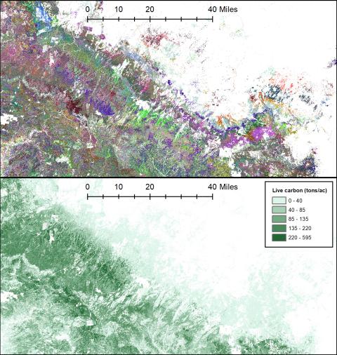 Top Image: Plot identifiers for a subset of the Mogollon Rim of Arizona. Each unique color corresponds to a different plot. Bottom Image: Live tree carbon for the same subset of the Mogollon Rim.